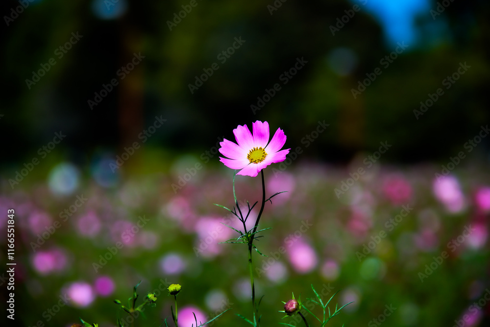 Fototapeta premium コスモス