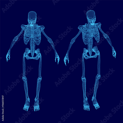 Two skeletons are shown in blue, one of which is missing a rib cage. The skeletons are positioned in such a way that they appear to be in a pose, possibly for a photograph or a piece of art