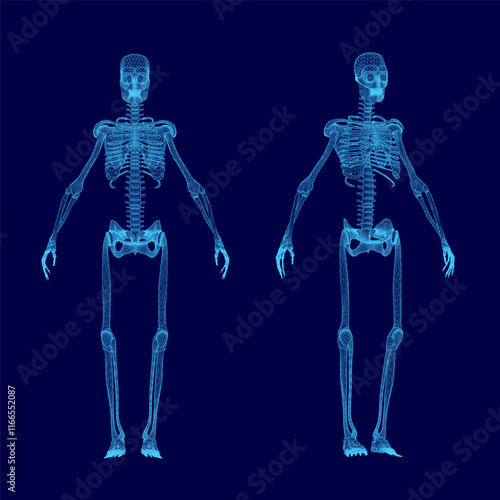 Two skeletons are shown in blue, one of which is missing a head. The skeletons are standing in a blue background, and they appear to be in a digital or computer-generated image