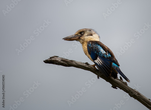 Forest Kingfisher in Darwin, Australia photo