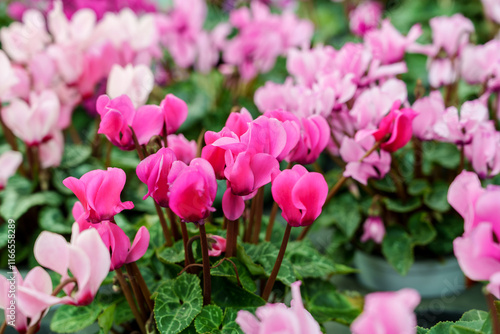 Close-up of blooming pink cyclamen flowers photo