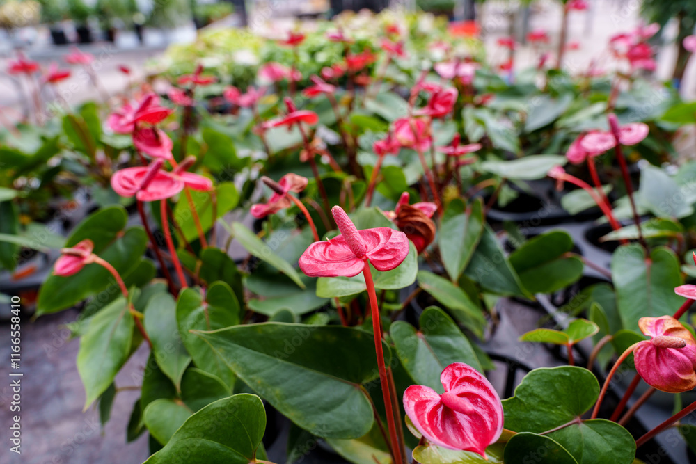 Close-up of pink anthurium flowers in bloom Close-up of pink anthurium flowers in bloom