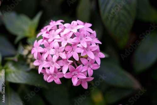 Close-up of pink Pentas lanceolata flowers in bloom photo