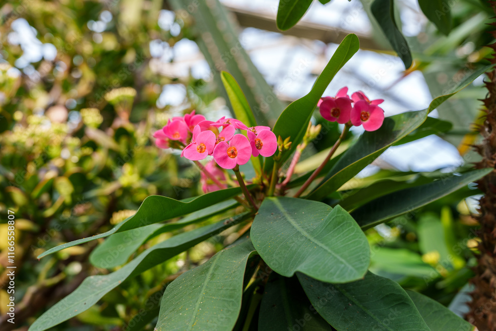 Close-up of pink Euphorbia flowers in bloom Close-up of pink Euphorbia flowers in bloom