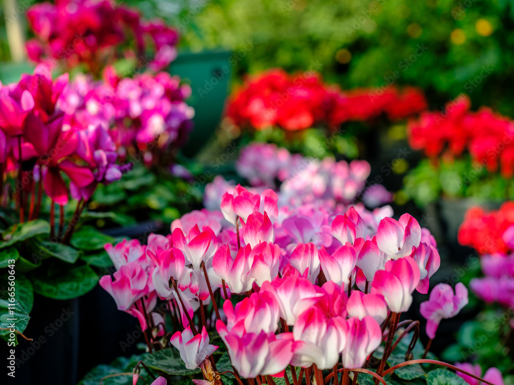 Fototapeta premium Close-up of blooming pink cyclamen flowers