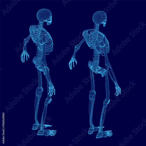 Two skeletons are standing side by side on a blue background. The skeletons are in a very detailed and realistic manner, with their bones clearly visible. Scene is somewhat eerie and unsettling