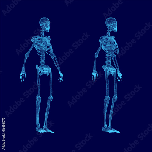 Tableau sur toile Two skeletons are shown in blue, one of which is missing a head