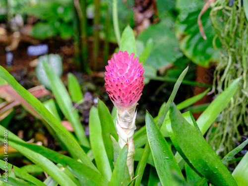 Close-up of blooming red flowers of Quesnelia (Quesnelia testudo) photo