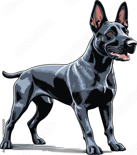 Belgian Malinois dog vector illustration white background