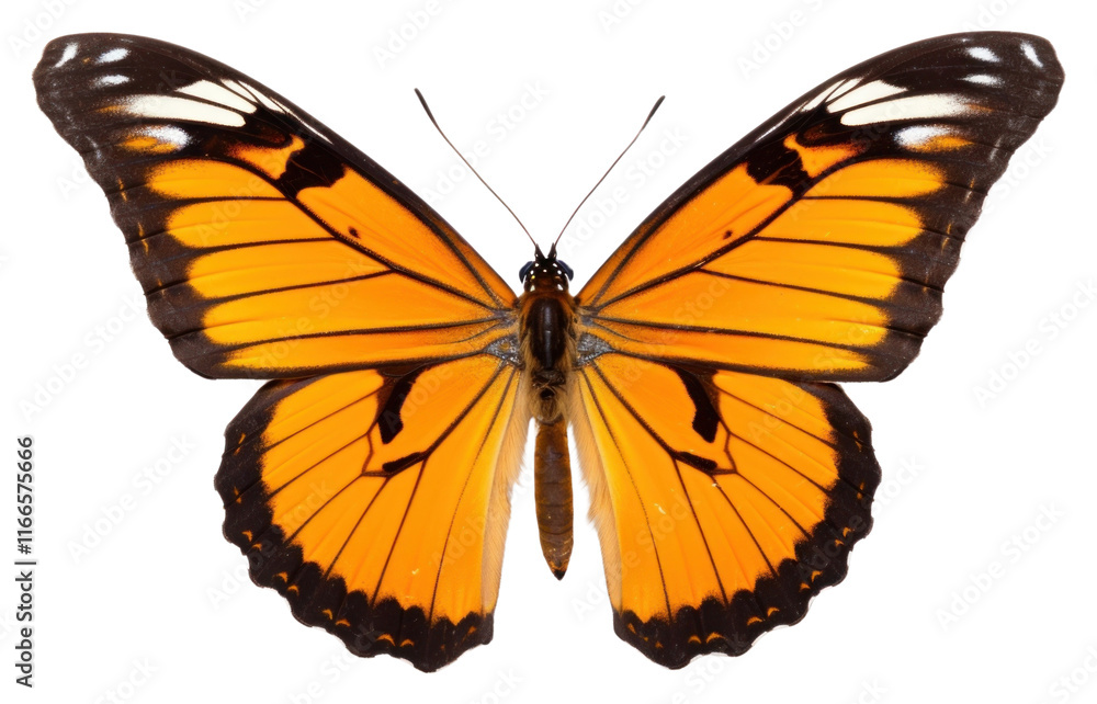 PNG Butterfly animal insect PNG Butterfly animal insect
