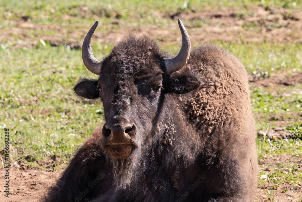 Closeup, American Bison (Bison bison) laying in dusty wallow, on the Grand Canyon's North Rim. Surrounded by grassy meadow; other bison in background.
Closeup, American Bison (Bison bison) laying in dusty wallow, on the Grand Canyon's North Rim. Surrounded by grassy meadow; other bison in background.