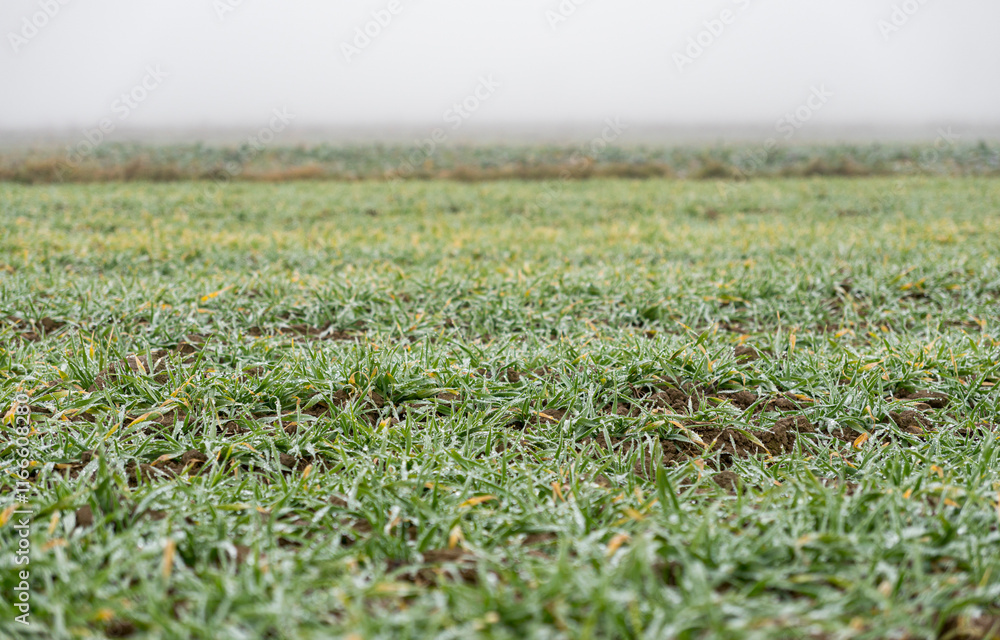 Winter grain growing in a field with dewdrops on a foggy winter day Winter grain growing in a field with dewdrops on a foggy winter day