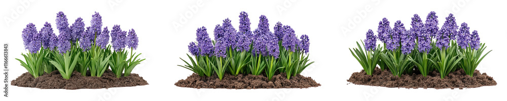 Obraz premium PNG Flowers bush, isolated element set, transparent background