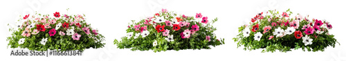 Wallpaper Mural PNG Flowers bush, isolated element set, transparent background Torontodigital.ca