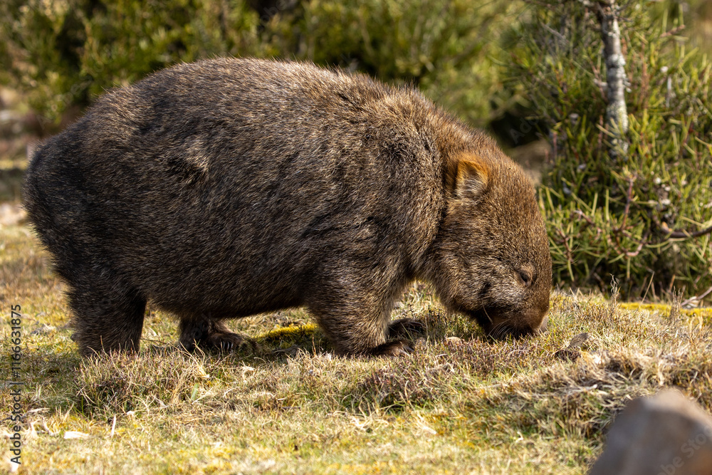 The bare-nosed wombat, also known as the common wombat, is the world's largest burrowing herbivorous mammal. The bare-nosed wombat, also known as the common wombat, is the world's largest burrowing herbivorous mammal.