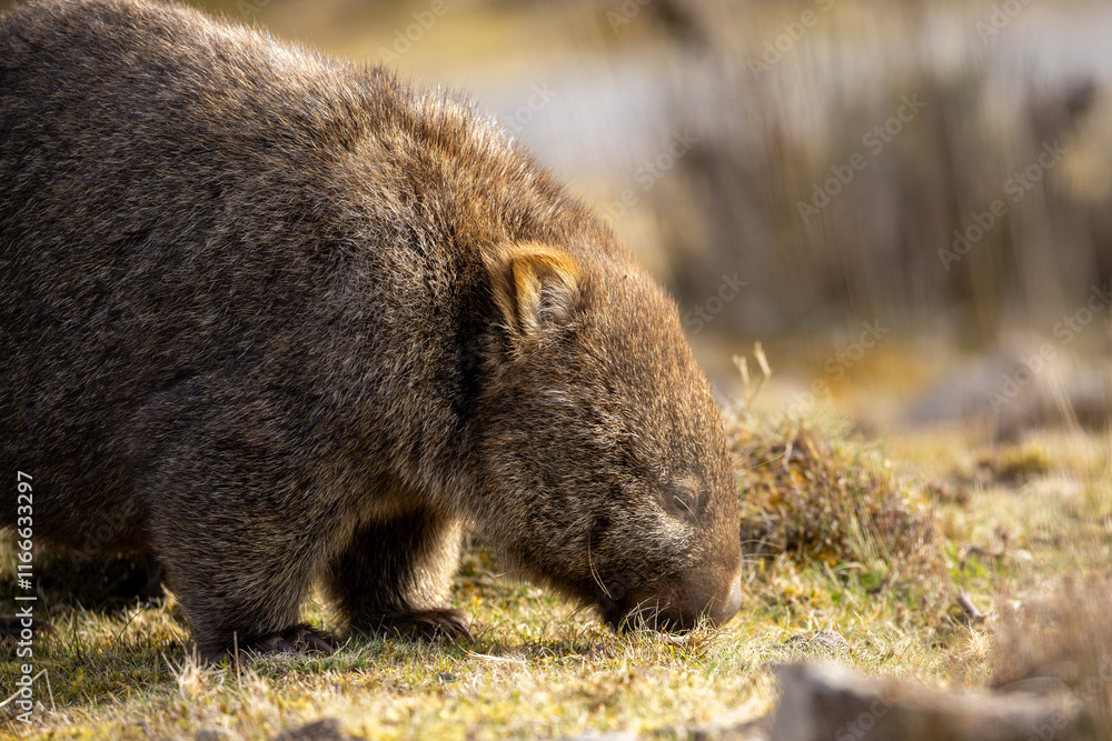 The bare-nosed wombat, also known as the common wombat, is the world's largest burrowing herbivorous mammal. The bare-nosed wombat, also known as the common wombat, is the world's largest burrowing herbivorous mammal.