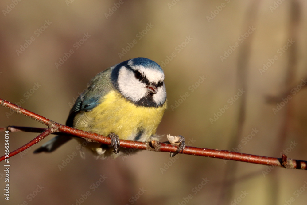 Fototapeta premium Blue tit