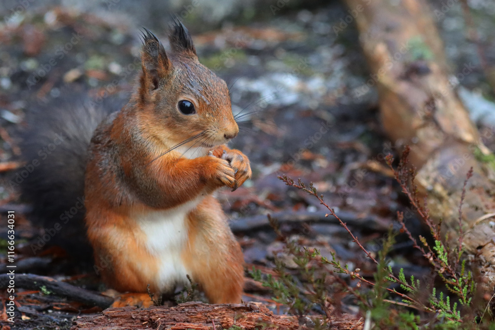 Squirrel Squirrel