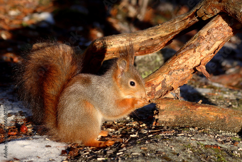 Photography Squirrel