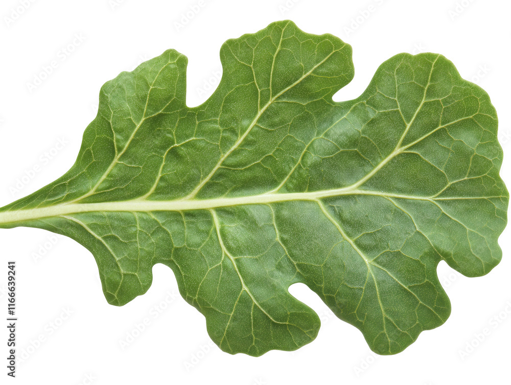 Naklejka premium Isolated Green Leaf
