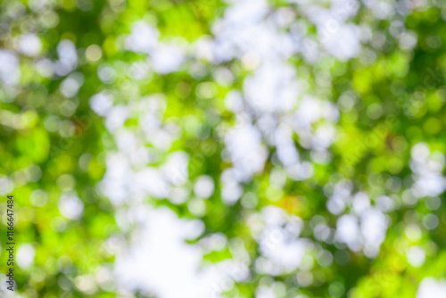 green bokeh background from nature under tree shade, defocused