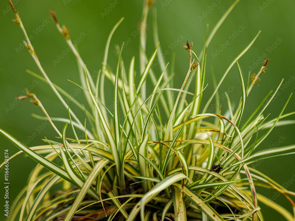 Goldsegge - Carex hachijoensis (Evergold) Goldsegge - Carex hachijoensis (Evergold)