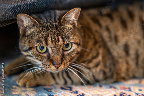 Portrait de chat photo