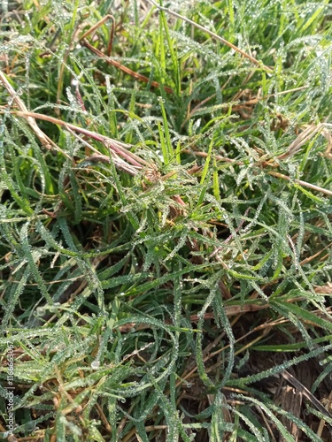 green moss background