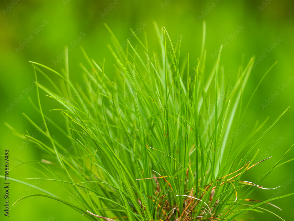 Niedrige Segge - Carex humilis Niedrige Segge - Carex humilis