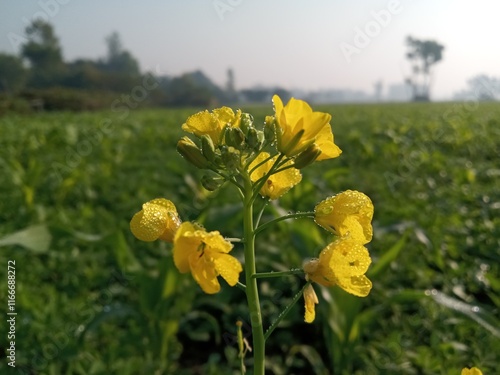yellow flowers in the field