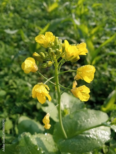 yellow flowers in the garden