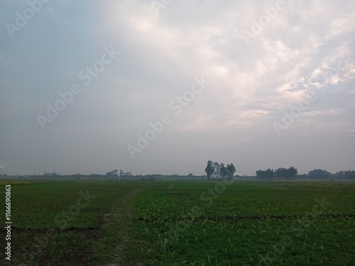 morning in the field