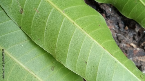 close up of green leaf