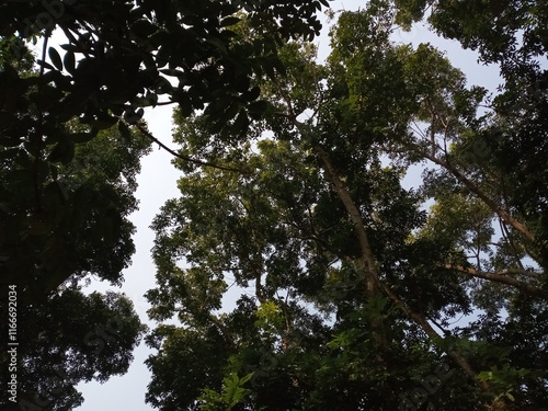 trees in the forest