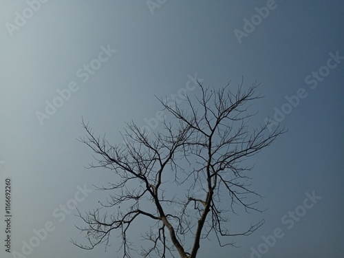 tree in the sky