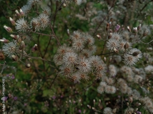 close up of pine needles