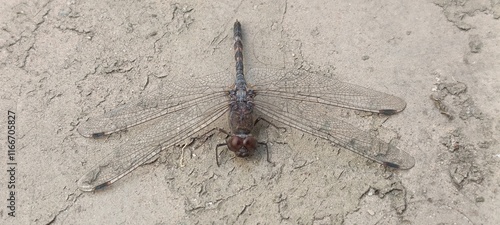 Insect macro natural resources unique new 