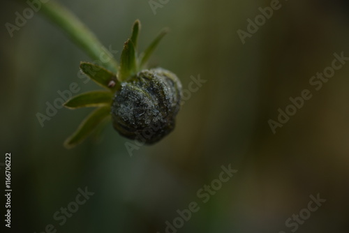 frost macro plant photo