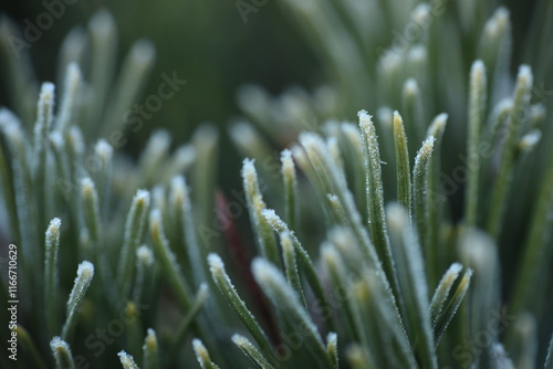 close up of frost grass