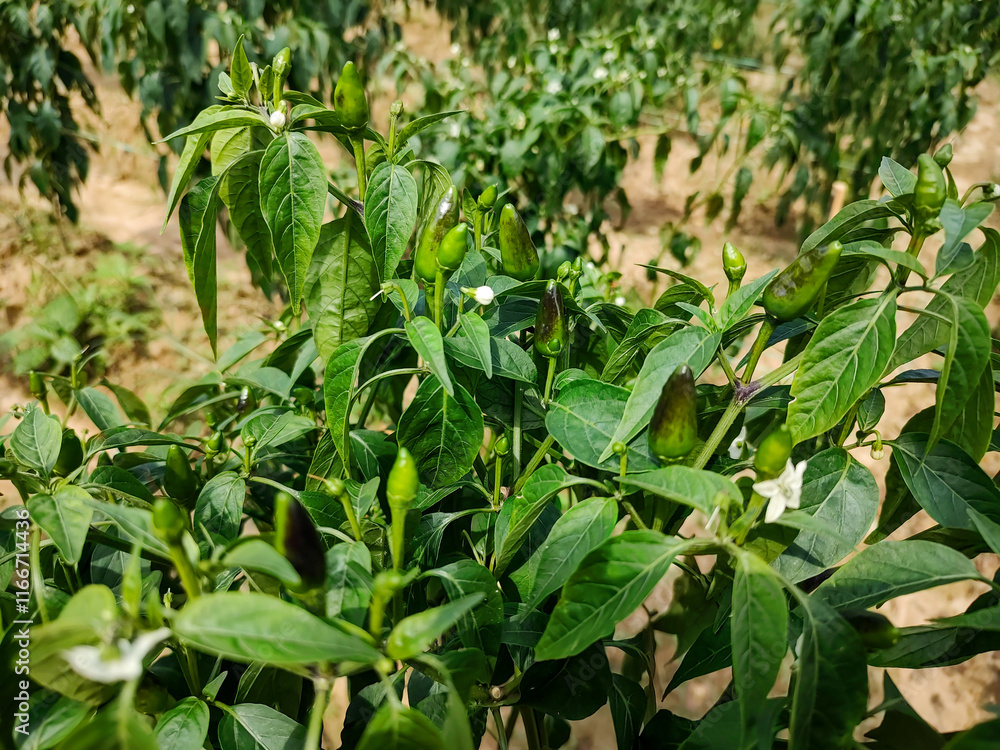 Close-Up of Lush Green Chili Plants with Vibrant Chilies Growing Abundantly Close-Up of Lush Green Chili Plants with Vibrant Chilies Growing Abundantly