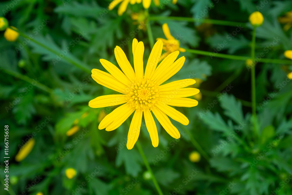close up of yellow daisy flower in the garden close up of yellow daisy flower in the garden