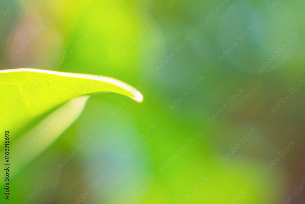Natural plant green leaf in garden with bokeh background Natural plant green leaf in garden with bokeh background