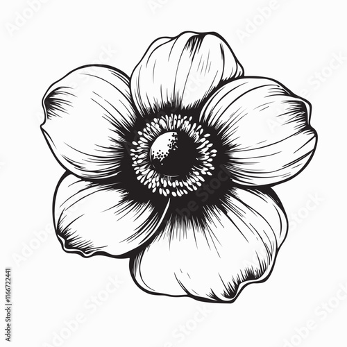 Anemone Flower Images. Black and white Anemone Flower Images vector isolated on white background.