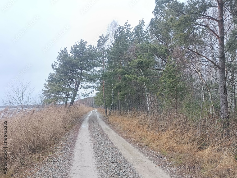 Rekyva forest during cloudy late autumn day. Pine and birch tree woodland. Blueberry bushes are growing in woods. Cloudy day with white and gray clouds in sky. Fall season. Nature. Rekyvos miskas. Rekyva forest during cloudy late autumn day. Pine and birch tree woodland. Blueberry bushes are growing in woods. Cloudy day with white and gray clouds in sky. Fall season. Nature. Rekyvos miskas.