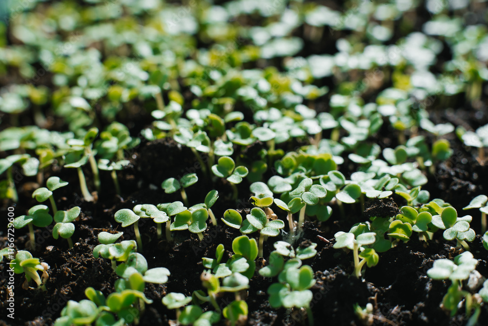 Arugula sprouts grow in close up Arugula sprouts grow in close up