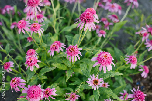 Pink flowers of Echinacea purpurea Razzmatazz in the garden