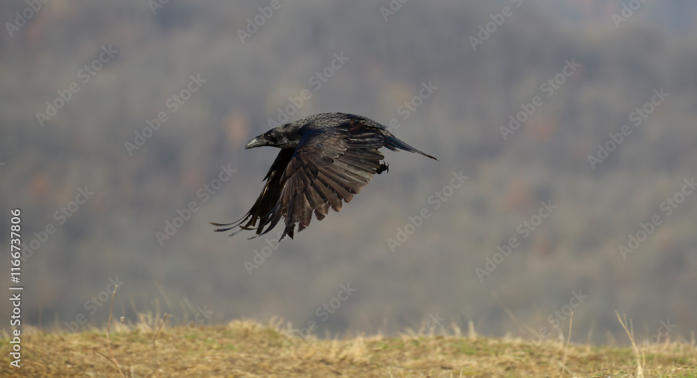 Raven in flight Raven in flight