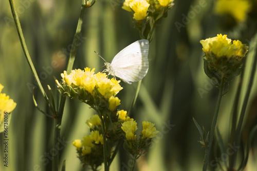 White butterfly (Pieris brassicae) sitting on yellow Limonium flower in summer in the garden, background photo