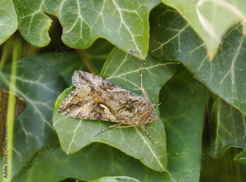 Gammaeule (Autographa gamma) photo