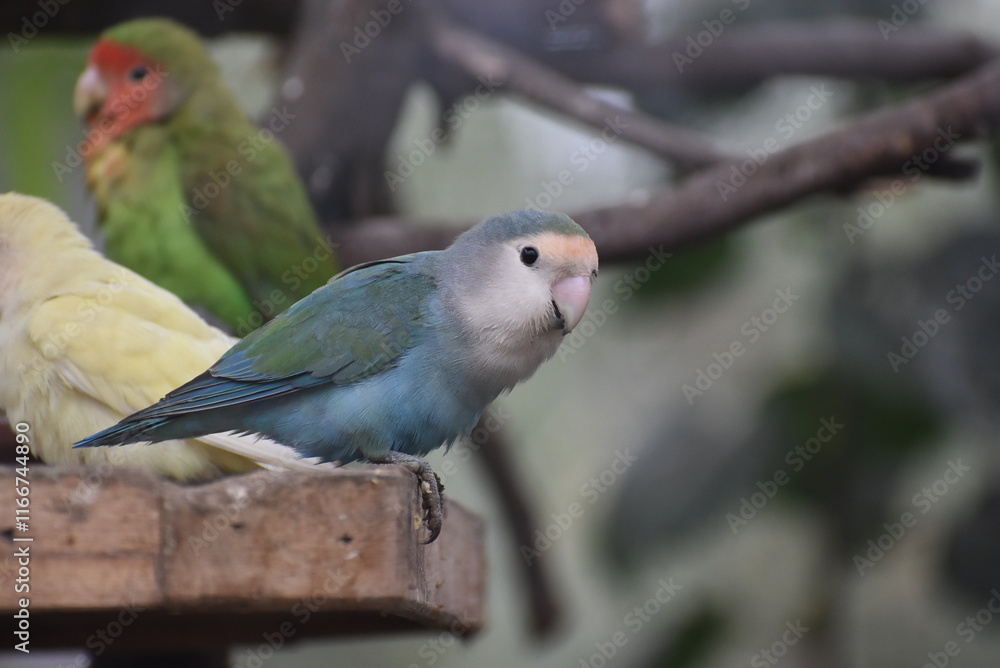 Obraz premium A bird